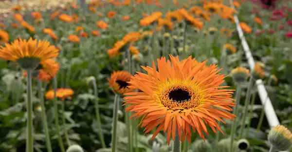 Summit Gerbera