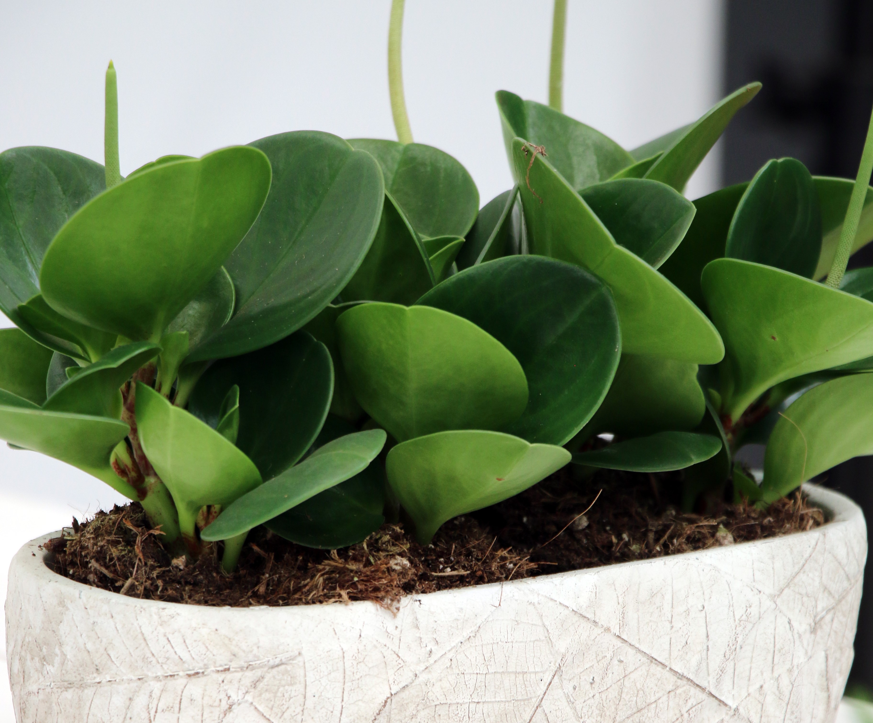 Sukkulente Pflanze im Topf