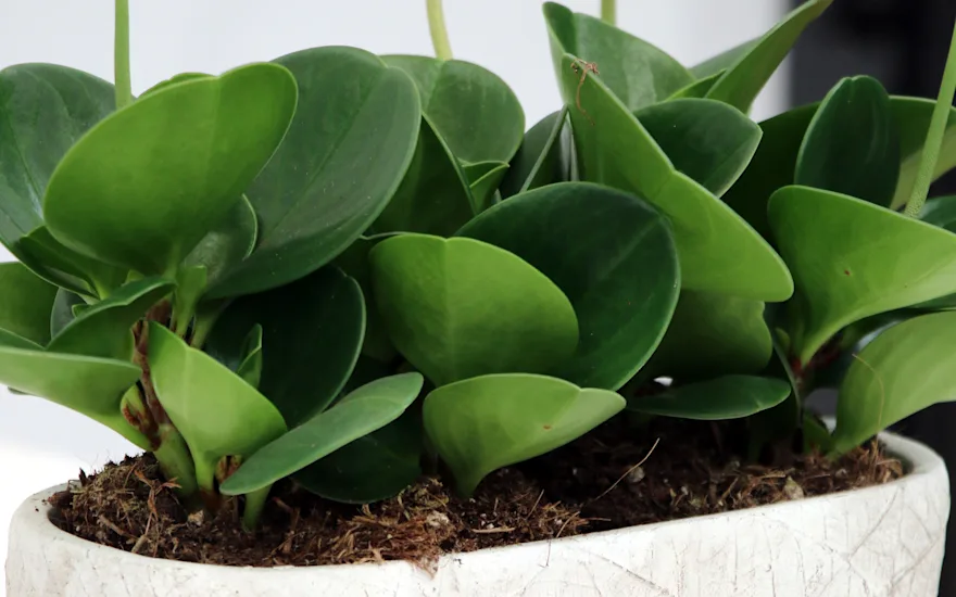 Sukkulent plante i potte