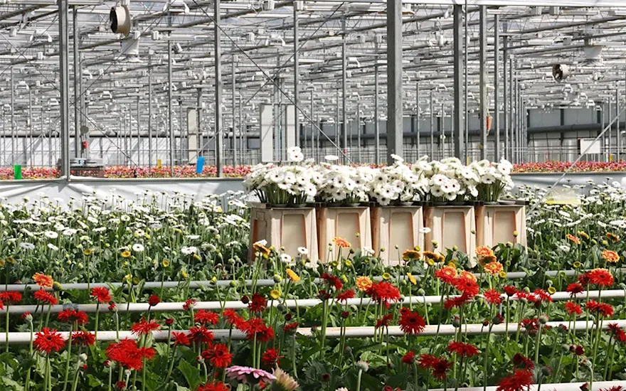 Blumen Großhandel 11