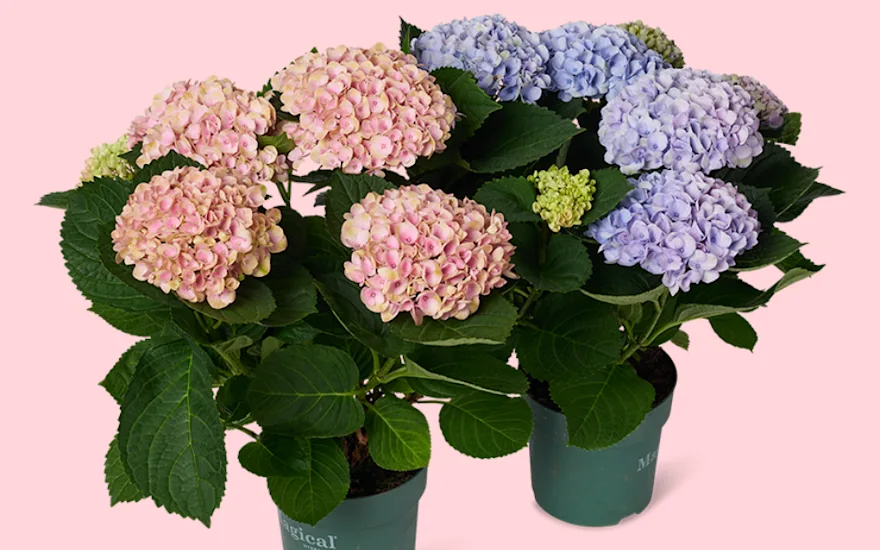 Hydragea plants pink and blue