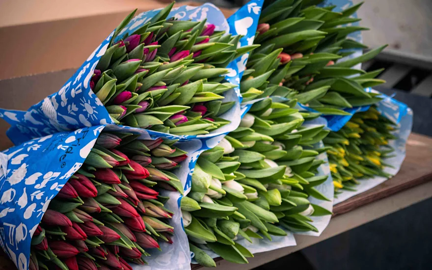 Tulpen: symbolisch en stijlvol