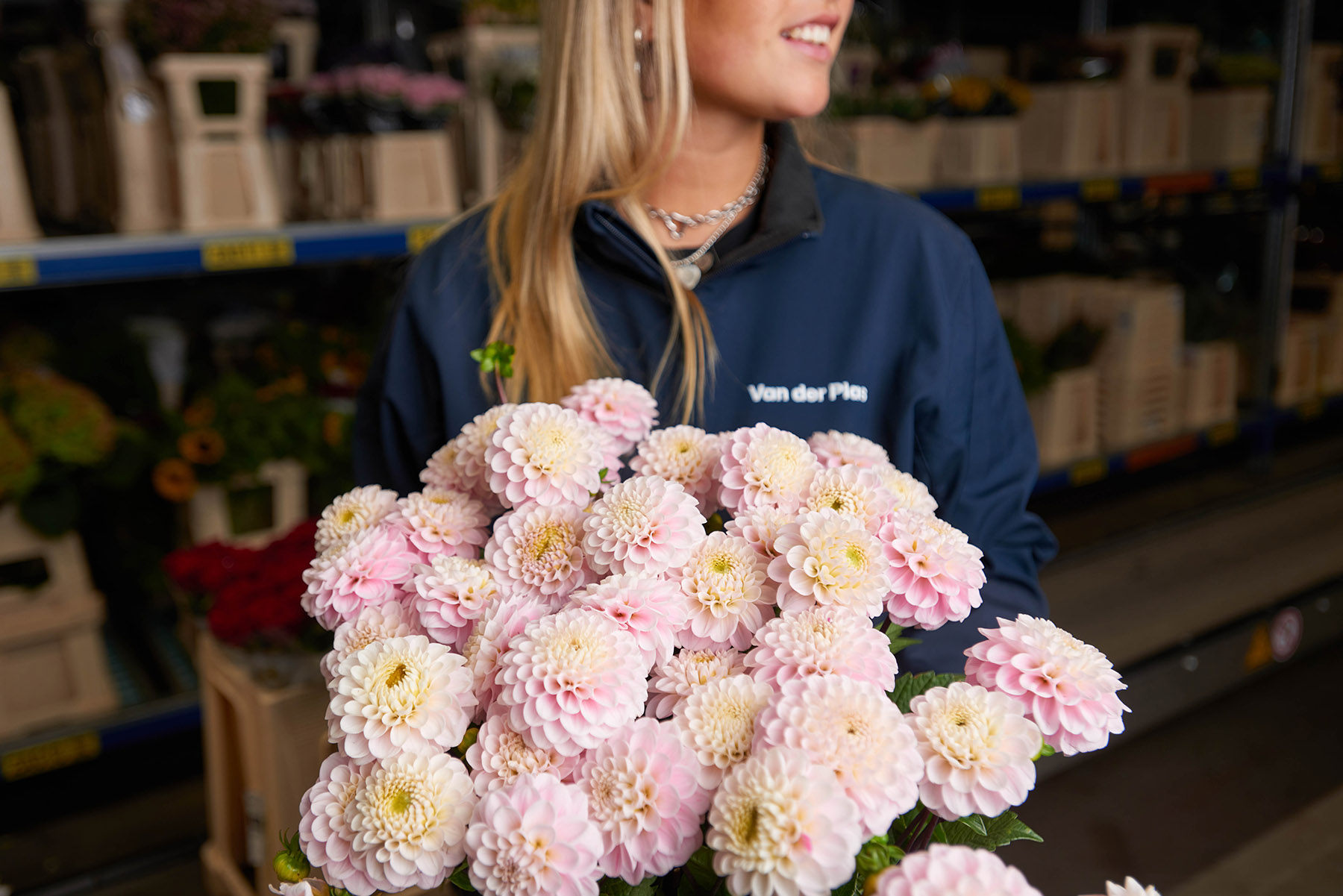 Dahlia human touch roze website B 1023 (1) verkleind