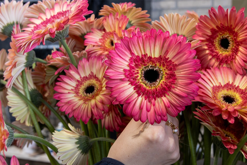 Gerbera's voor bloemisten