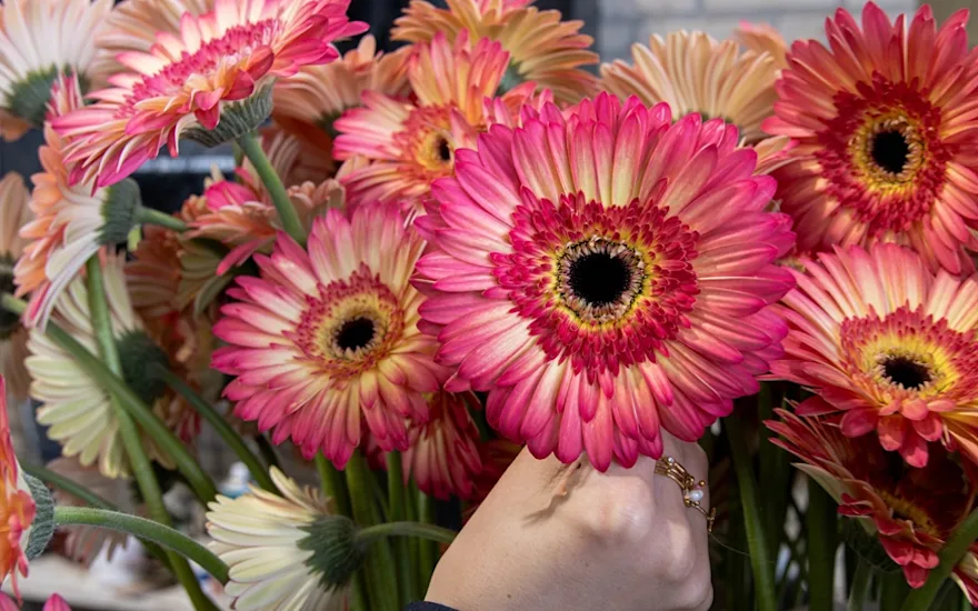 Gerbera's voor bloemisten