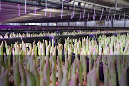 Tulipaner som vokser i drivhus