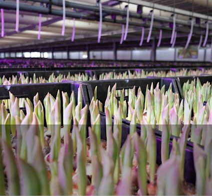 Tulipaner som vokser i drivhus