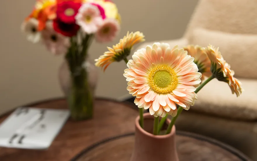 VDP-gerbara-fall collection-0924 small (7)