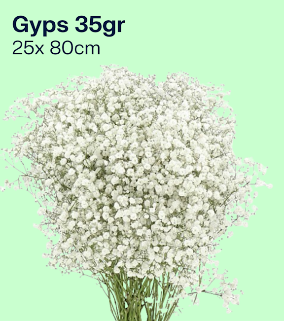 Gyps