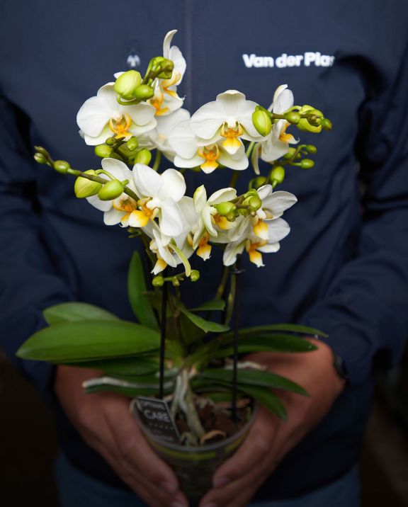 VDP - employee with orchid