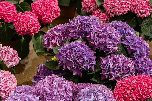 Hydrangea pink and purple