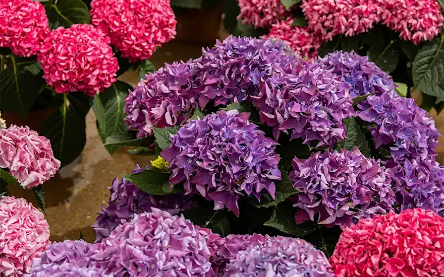 Hortensia rose et violette