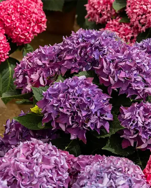 Hydrangea pink and purple