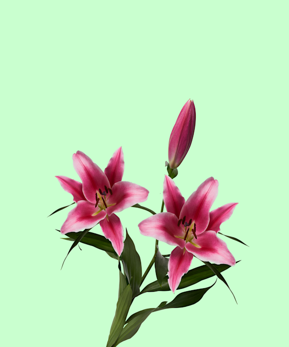 Lys Or Rose 3+