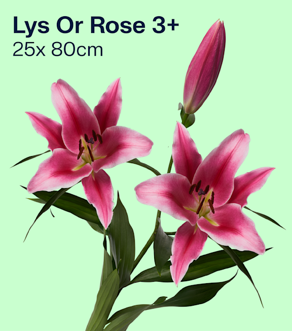 Lys Or Rose 3+