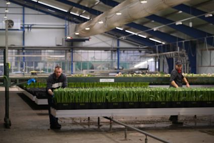 Tulipanproduksjonsanlegg