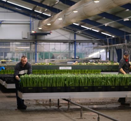 Tulipanproduksjonsanlegg