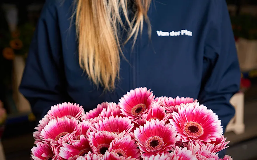 Gerbera human touch roze website B 1023 (2)