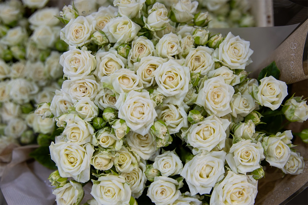 VDP-Fransen-trosrozen-kweker-0725-verkleind-12