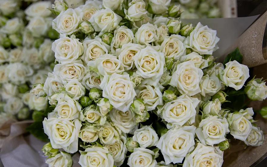 VDP-Fransen-trosrozen-kweker-0725-verkleind-12