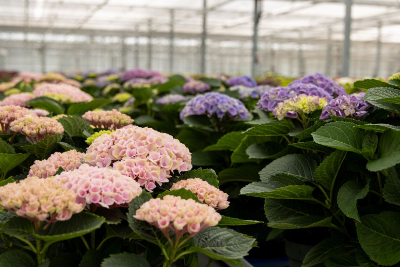 The Mastergrowers Hydrangea 07-24 (1 van 1)-18