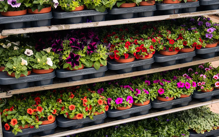 Why choose bedding plants from Grootscholten?