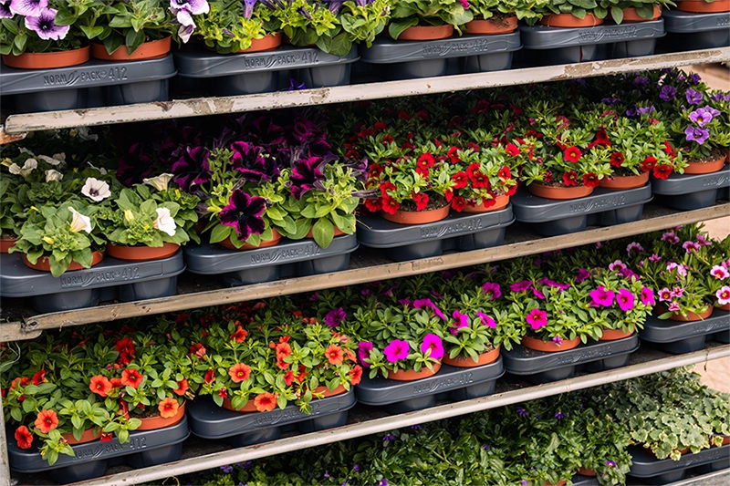 Why choose bedding plants from Grootscholten?