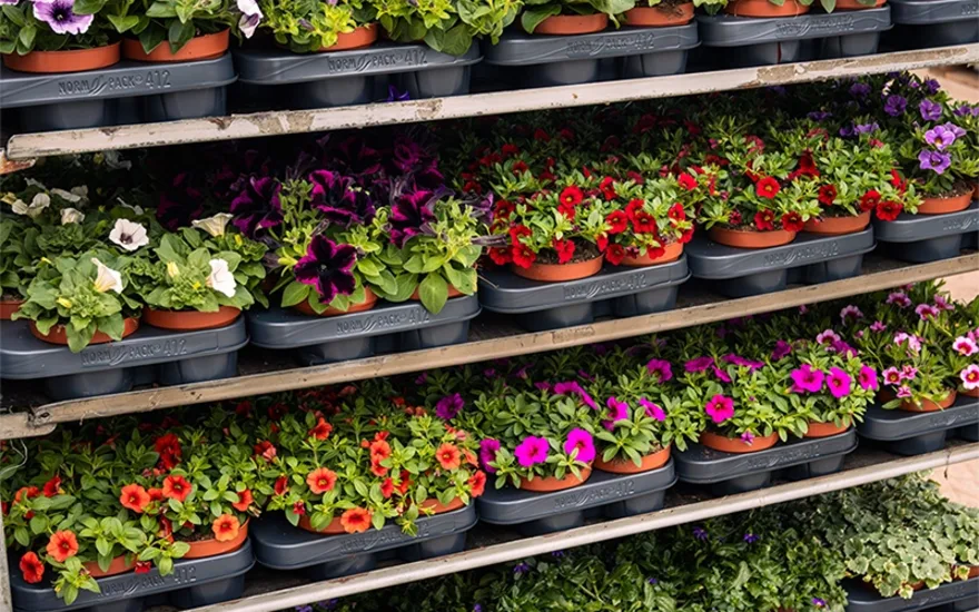 Why choose bedding plants from Grootscholten?
