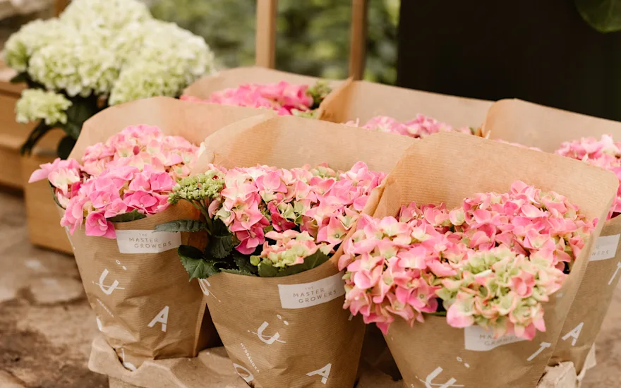 High Quality Dutch Plants for Your Flower Shop