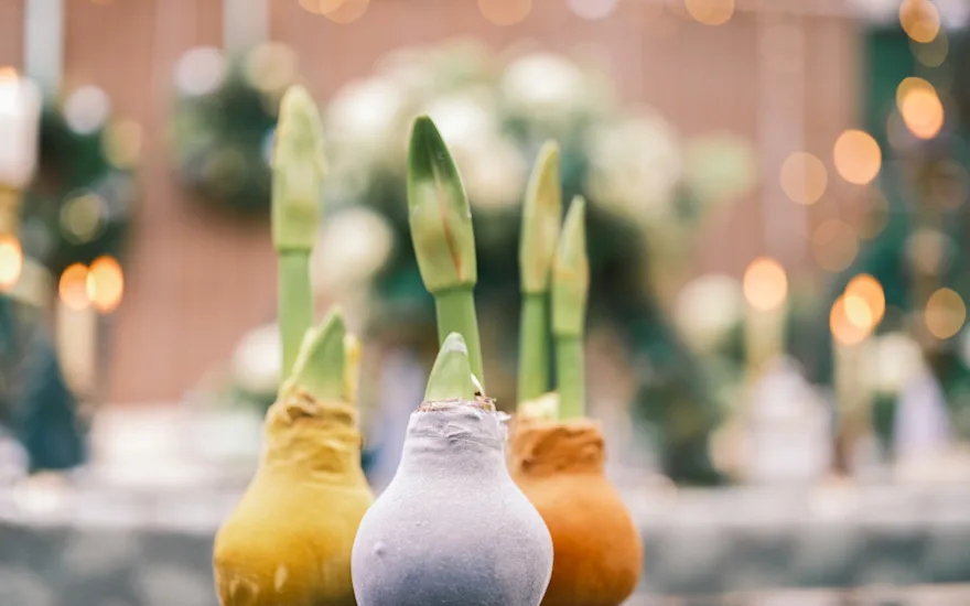 Kerstshoot 24 bewerkt amaryllis bol-verkleind (5)