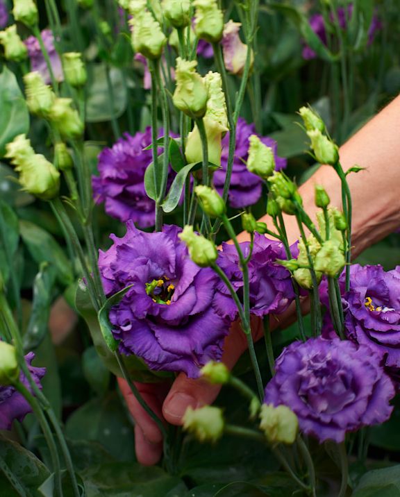 VDP - Lisianthus Alissa blue - submenu