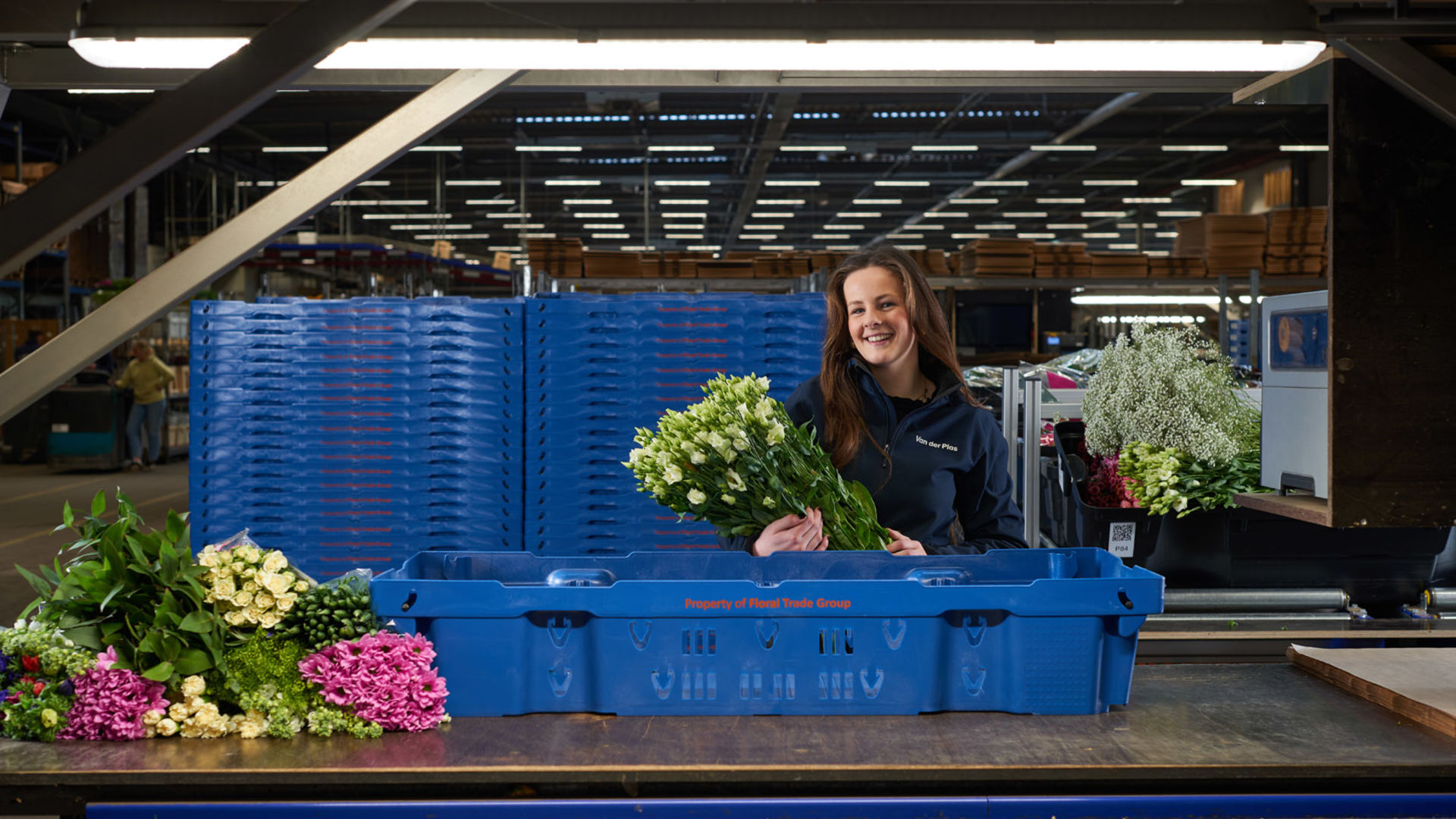 Ruscus Roots Online bloemengroothandel voor bloemisten in heel Europa | Van der Plas