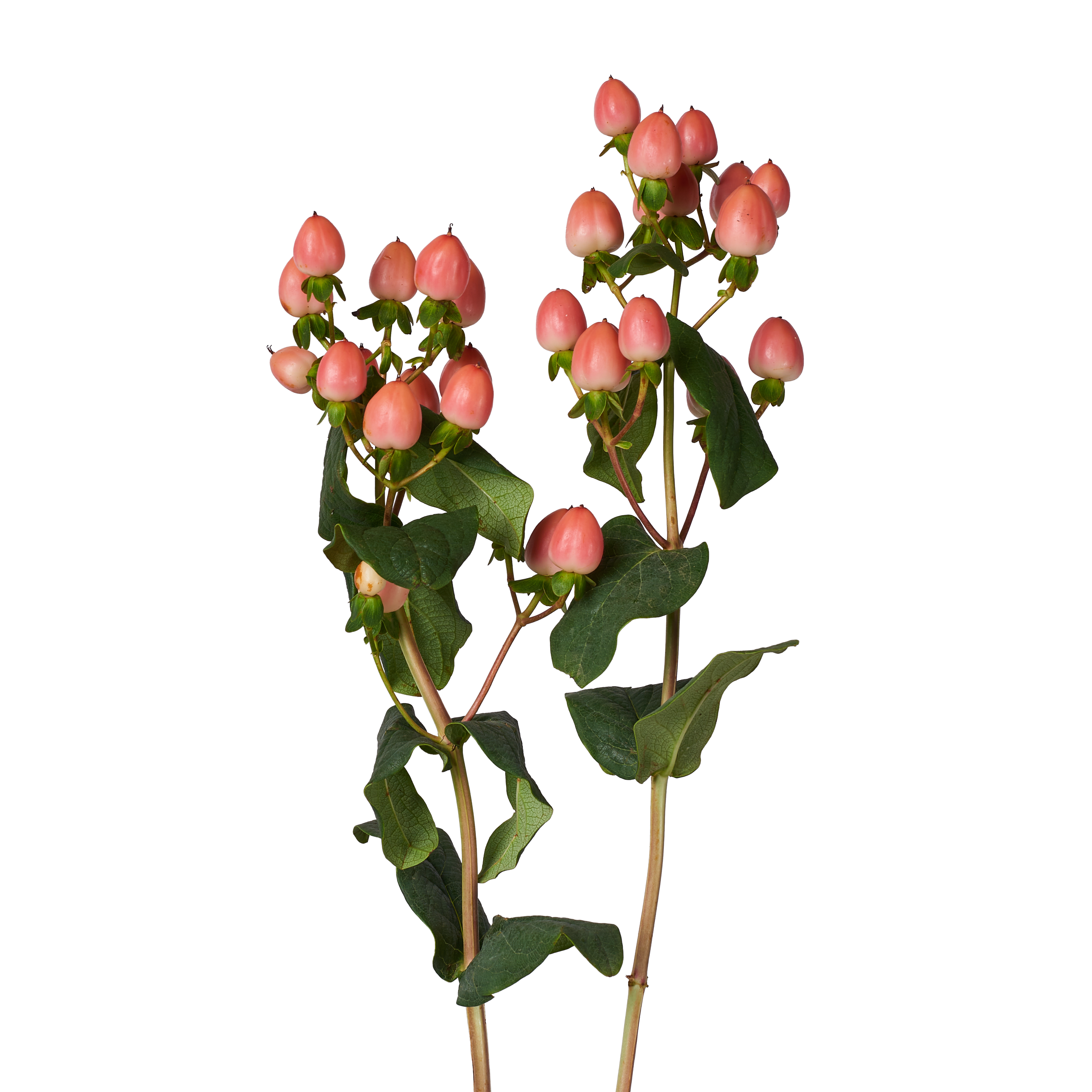 Hypericum Pink
