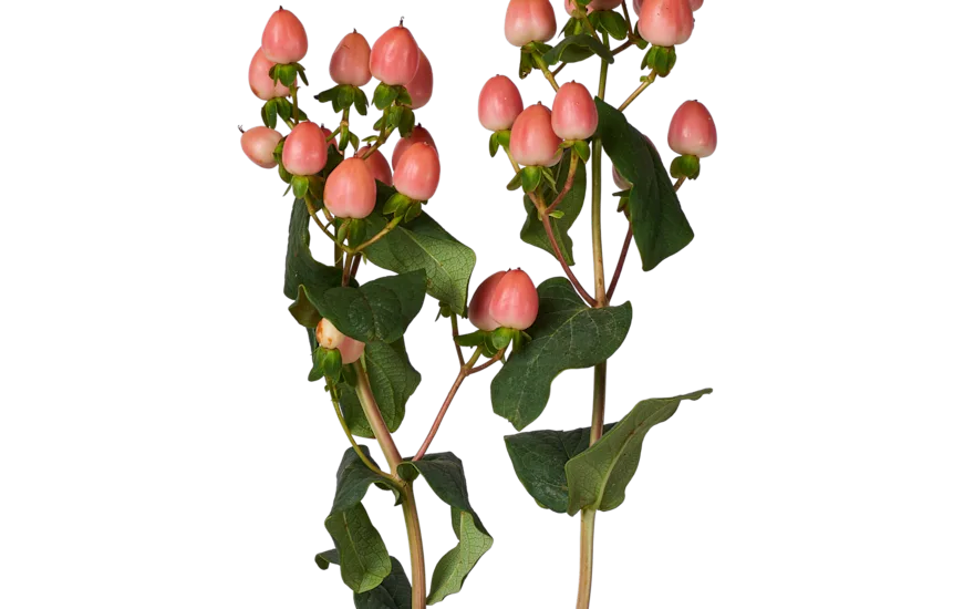 Hypericum Rosa