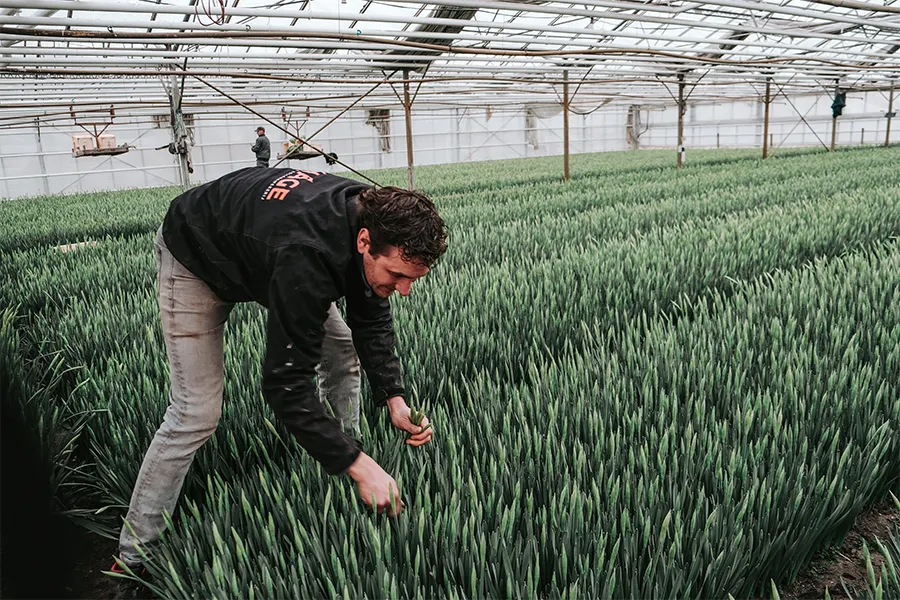 Daffodil grower harvest