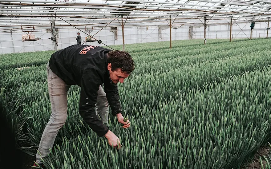 Daffodil grower harvest