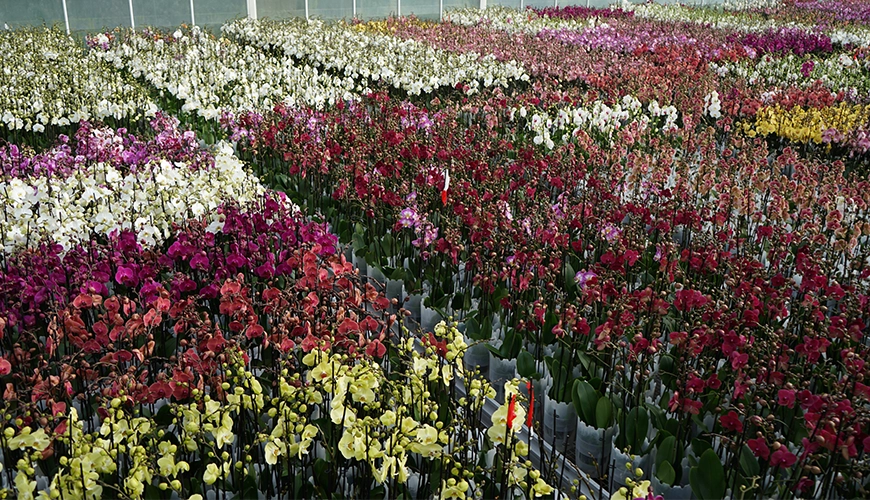 Phalaenopsis colors Levoplant