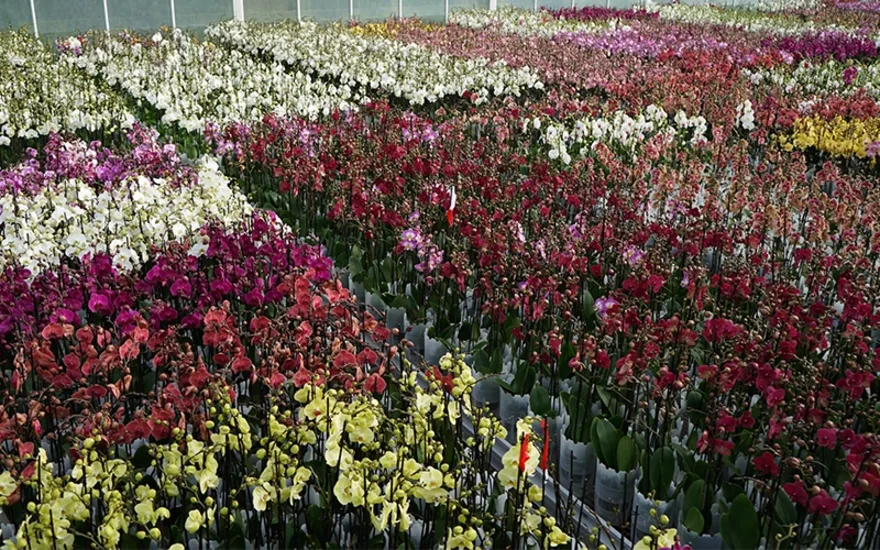 Phalaenopsis colors Levoplant