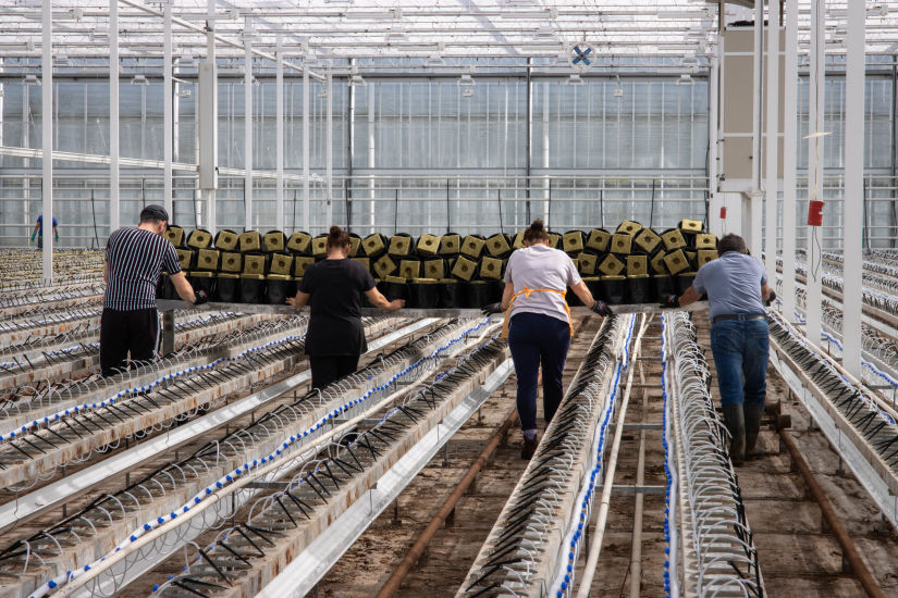 Clean gerbera greenhouse