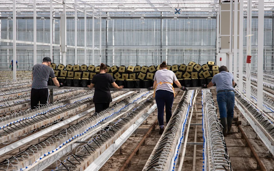 Clean gerbera greenhouse