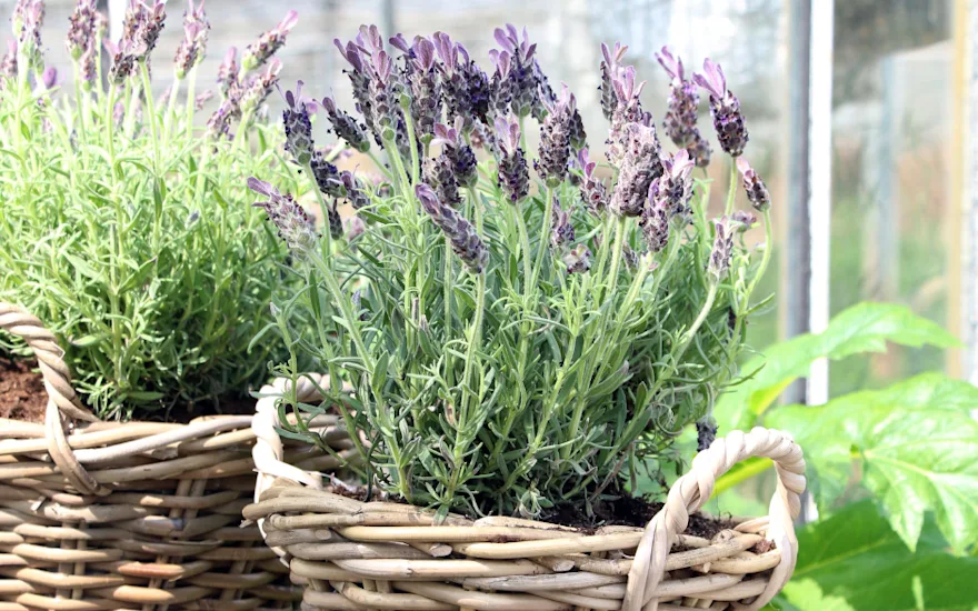 Lavendel i kurv