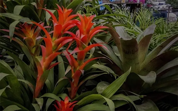 Orange red bromeliads