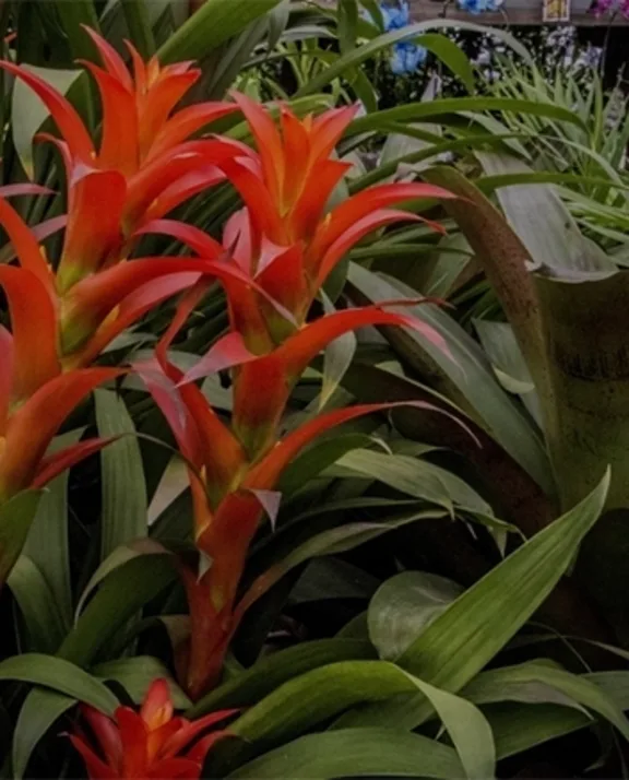 Orange red bromeliads
