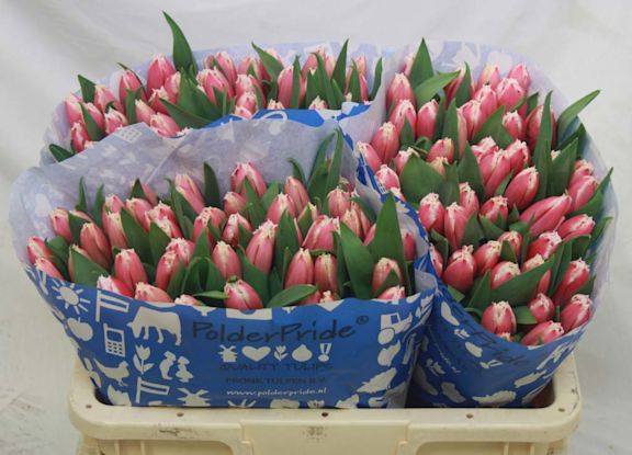 Kleurrijke tulpen van PolderPride