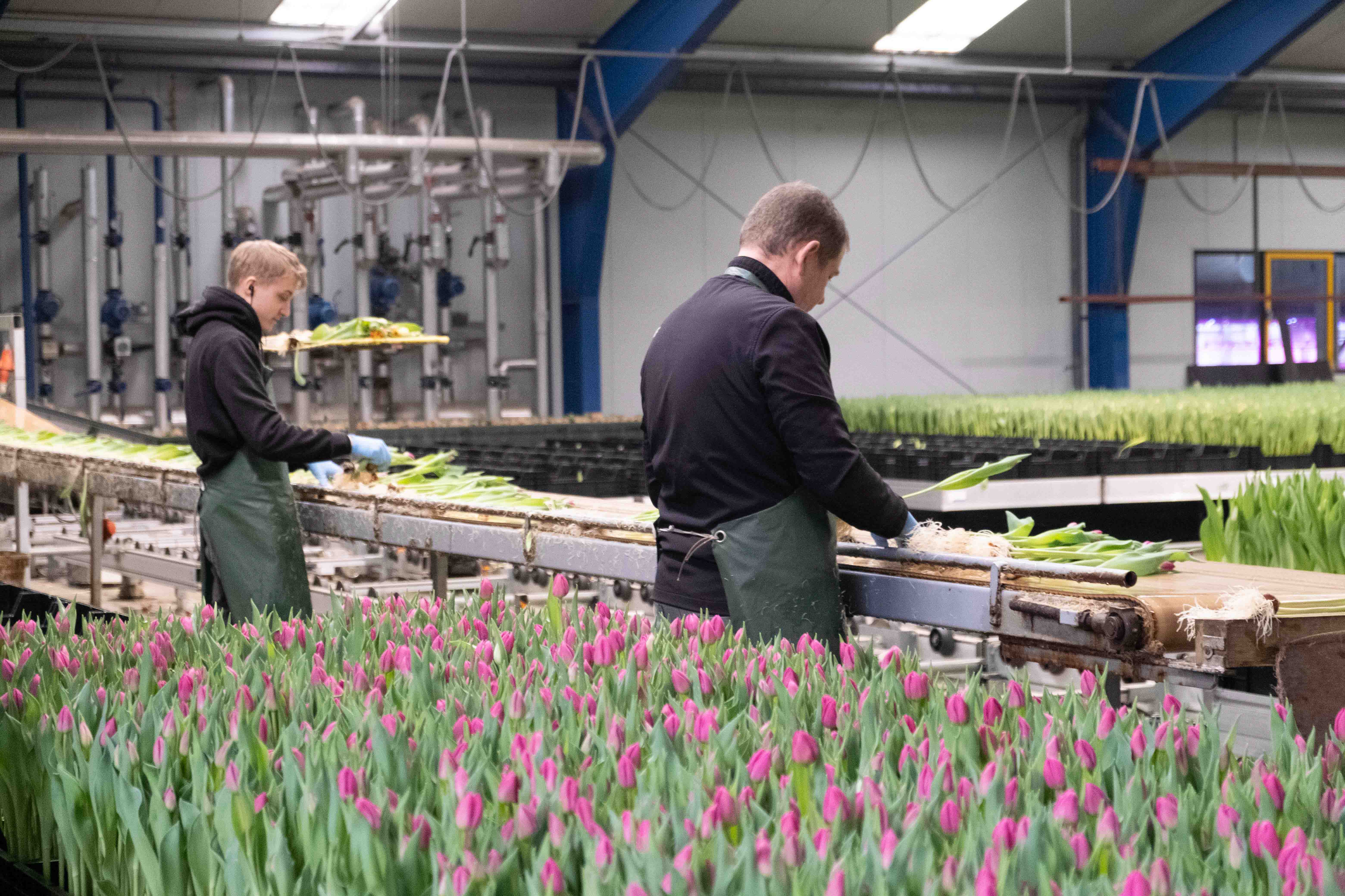 Pépinière de tulipes Polder Pride