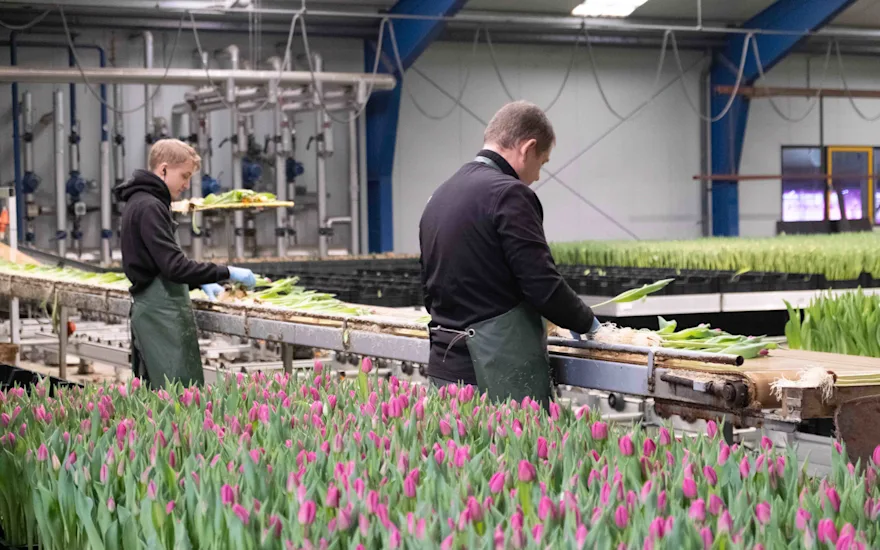 Pépinière de tulipes Polder Pride
