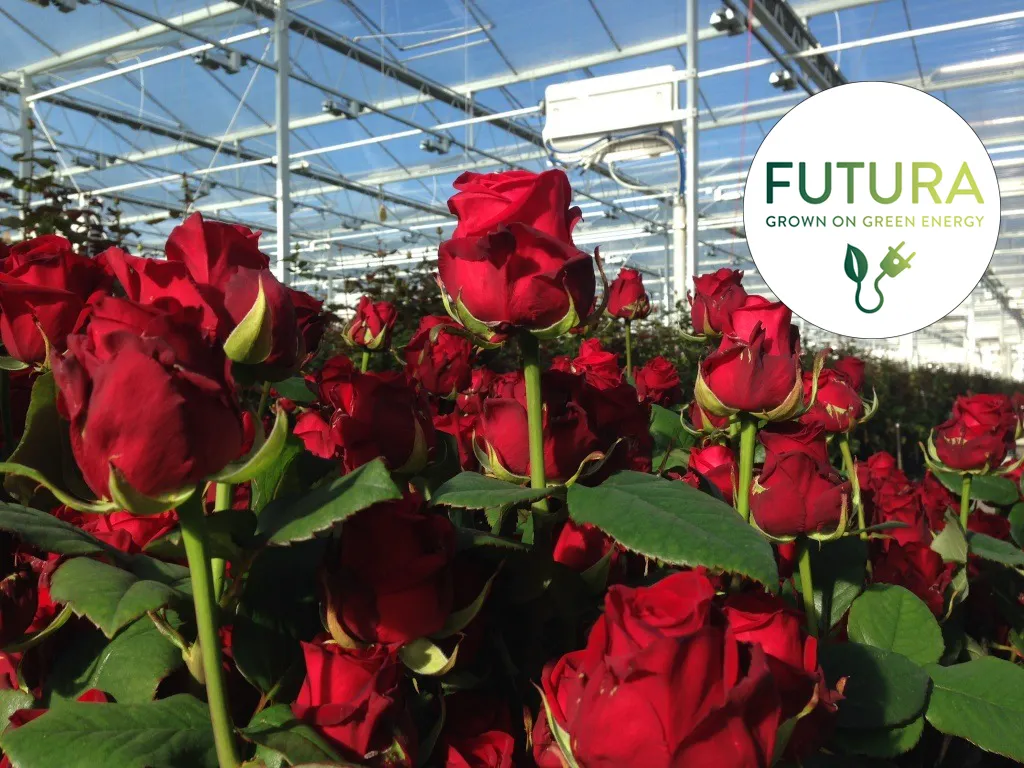 Porta-Nova-climator-red-naomi-1