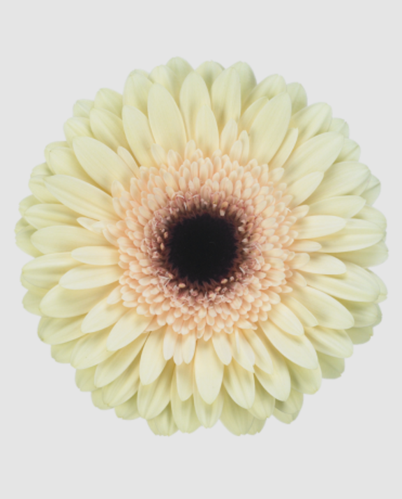 Ge Gr Eclair Diamond