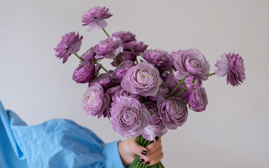 Van der Plas - Ranunculus