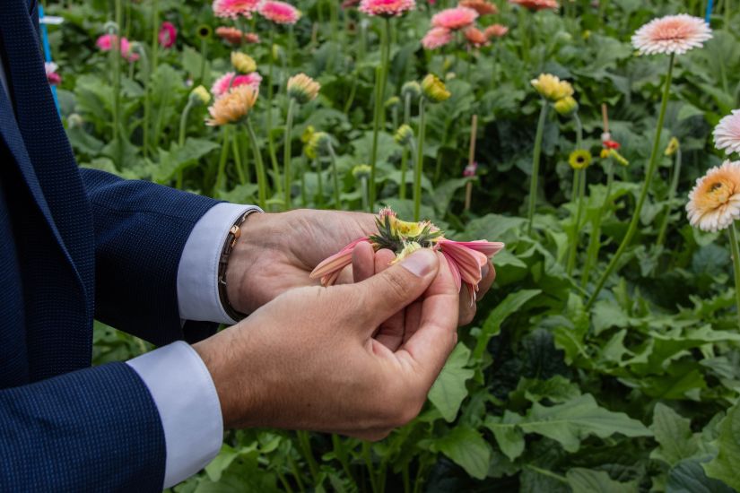 Seeds of a fertilized flower